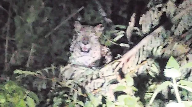 Leopard: ఎస్వీయూలో చిరుత కలకలం 