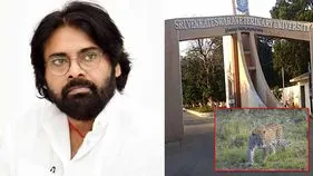 తిరుపతి వెటర్నరీ వర్సిటీలో చిరుత సంచారంపై డిప్యూటీ సీఎం ఆరా