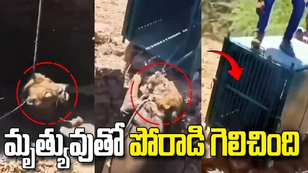 మృత్యువు అంచున మృగరాజు.. గుజరాత్‌లో సాహసోపేతమైన రెస్క్యూ ఆపరేషన్!