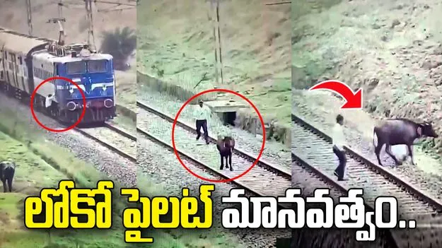 రైల్వే ట్రాక్‌పైకి వచ్చిన మూగజీవి.. ప్రాణం కాపాడిన లోకో పైలట్