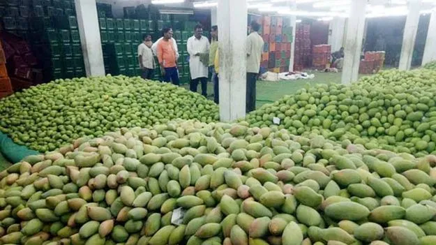 మామిడీలా..
