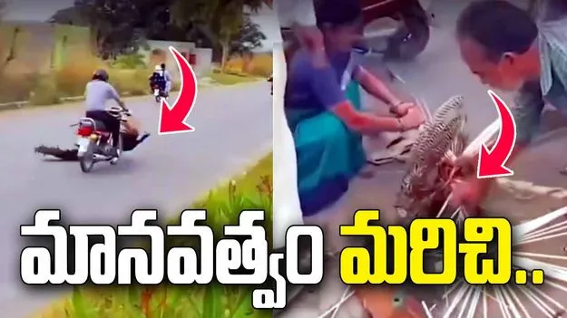గాయపడిన నెమలికి సాయం చేయాల్సింది పోయి.. ఈకలు పీకేశారు..