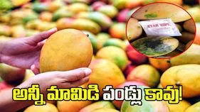 అన్నీ మామిడి పండ్లు కావు.. రంగు చూసి కొంటే విషం కొన్నట్టే