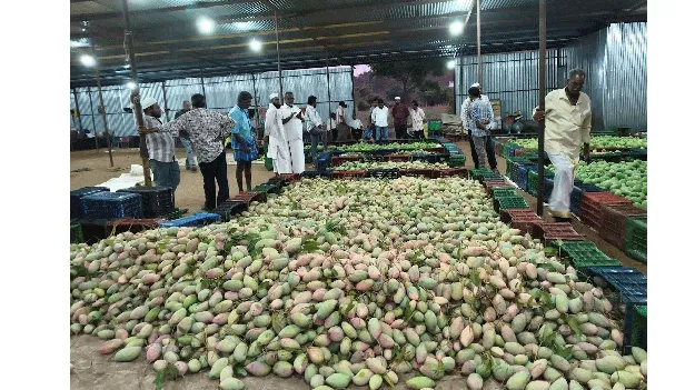 మామిడి మండీల్లో కొనుగోళ్ల సందడి