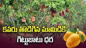 కవరు తొడిగిన మామిడికి గిట్టుబాటు ధర