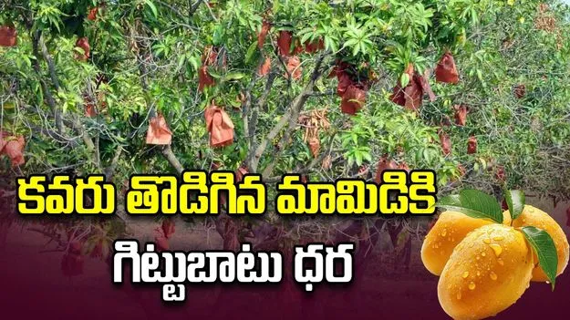కవరు తొడిగిన మామిడికి గిట్టుబాటు ధర