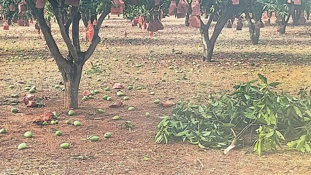 Mango: మామిడి రైతు కన్నీరు