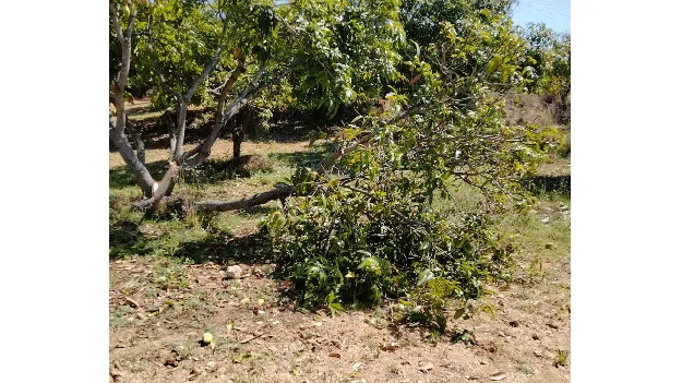 సోమలను వీడని ఏనుగులు