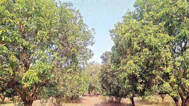 మామి‘డీలా’