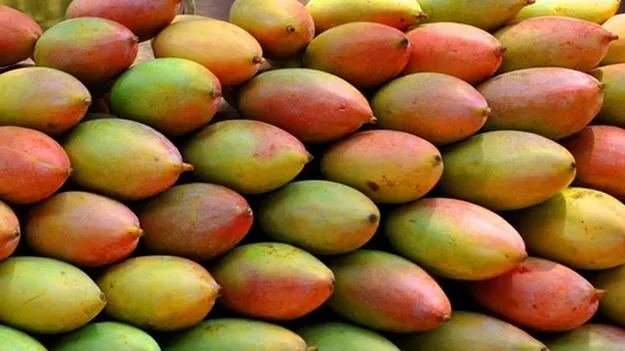 తోతాపురికి ఈసారీ దక్కని గిట్టుబాటు ధర