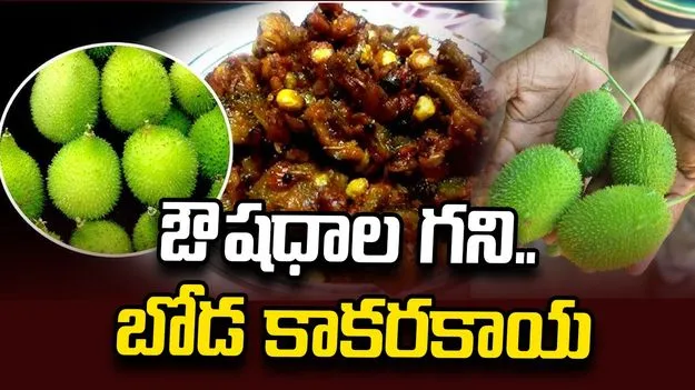 ఔషధాల గని.. బోడ కాకరకాయ