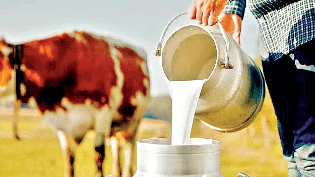  తెల్లనివన్నీ పాలుకాదు 