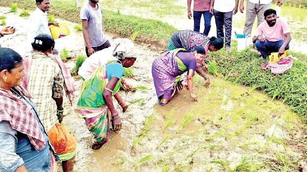  Planting Seedlings.. పొలంలో దిగి..  నాట్లు వేసి.. 