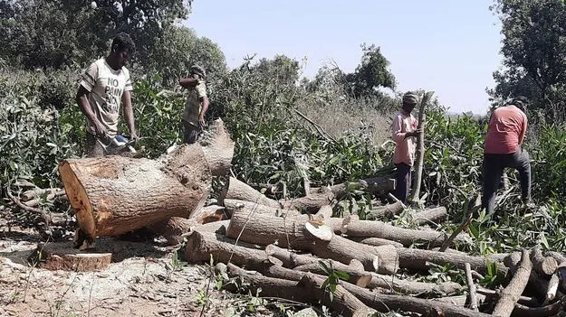 నష్టాల ఊబిలో మామిడి రైతులు