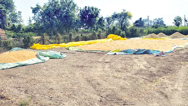 పెరిగిన మొక్కజొన్న ధర