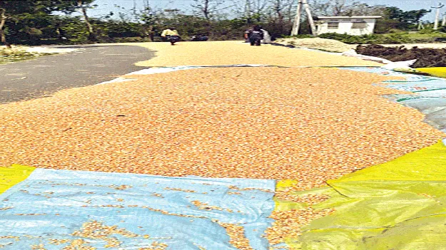  Maize? మొక్కజొన్నకు  ‘మద్దతు’ ఏదీ?