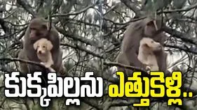 ఈ కోతి ఏంటీ ఇలా చేసింది.. కుక్కపిల్లను చెట్టుపైకి ఎత్తుకెళ్లి మరీ.. 