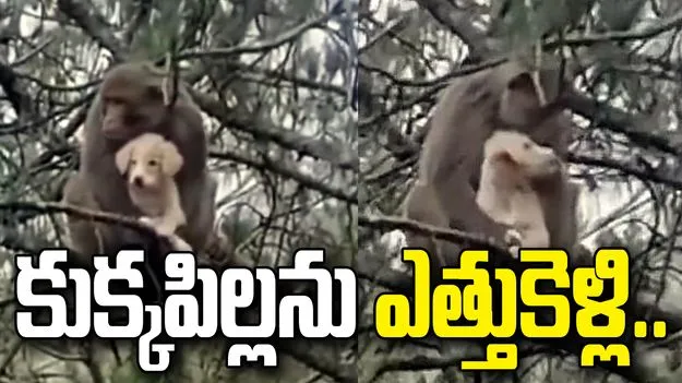 ఈ కోతి ఏంటీ ఇలా చేసింది.. కుక్కపిల్లను చెట్టుపైకి ఎత్తుకెళ్లి మరీ.. 