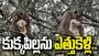 ఈ కోతి ఏంటీ ఇలా చేసింది.. కుక్కపిల్లను చెట్టుపైకి ఎత్తుకెళ్లి మరీ.. 