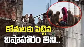 కోతుల కోసం పెట్టిన విషాహారం తిని నాలుగేళ్ల బాలుడి మృతి