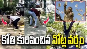 చెట్టుపై నుంచి నోట్ల వర్షం కురిపించిన కోతి.. వీడియో వైరల్