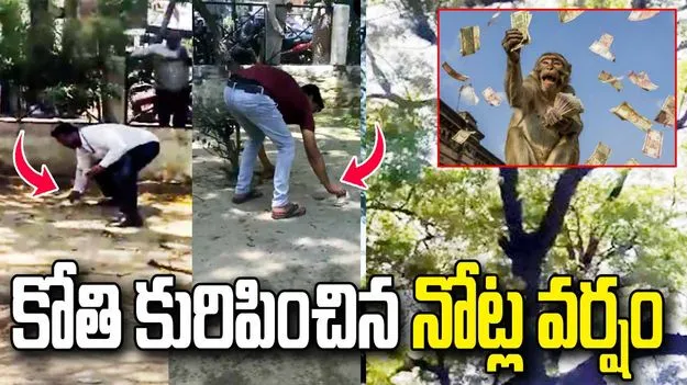చెట్టుపై నుంచి నోట్ల వర్షం కురిపించిన కోతి.. వీడియో వైరల్