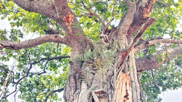 మర్రిలో తాటి, ఈత చెట్లు