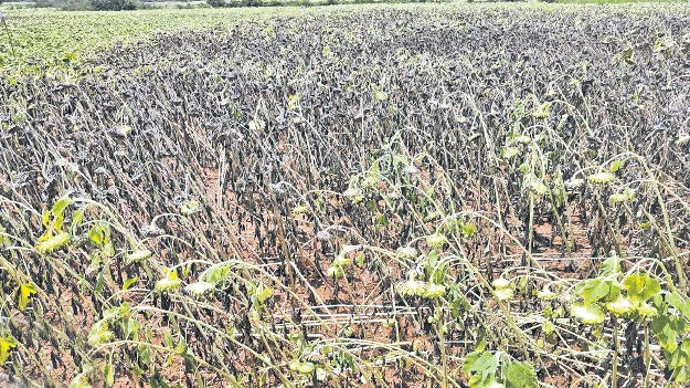 1,182 హెక్టార్‌లో పంట నష్టం