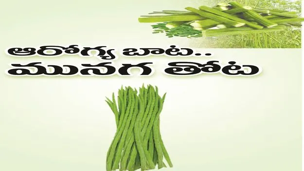 kumaram bheem asifabad- ఆరోగ్య బాట.. మునగ తోట