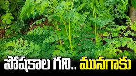 వేసవిలో మునగాకుతో కలిగే అద్భుత ప్రయోజనాలు.. తెలిస్తే అస్సలు వదలరు