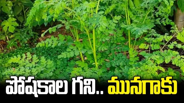 వేసవిలో మునగాకుతో కలిగే అద్భుత ప్రయోజనాలు.. తెలిస్తే అస్సలు వదలరు