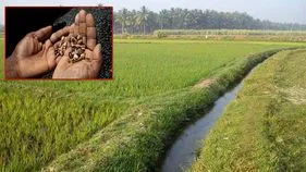నకిలీ విత్తనాలతో మోసం.. తీవ్ర నష్టాల్లో రైతులు