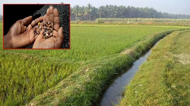నకిలీ విత్తనాలతో మోసం.. తీవ్ర నష్టాల్లో రైతులు