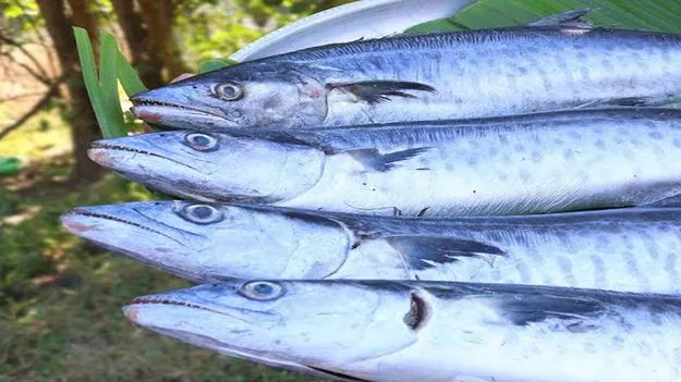 కిలో వంజరం చేపలు రూ.1,500