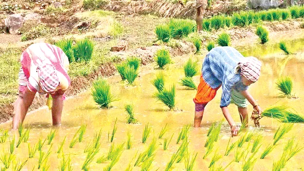 Podu Farming   పోడు సాగే ఆధారం..కష్టానికి దక్కని ఫలితం