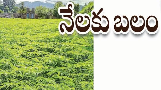 kumaram bheem asifabad-నేలకు బలం