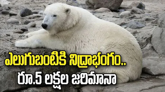 ఎలుగుబంటికి నిద్రాభంగం కలిగించినందుకు రూ.5 లక్షల జరిమానా