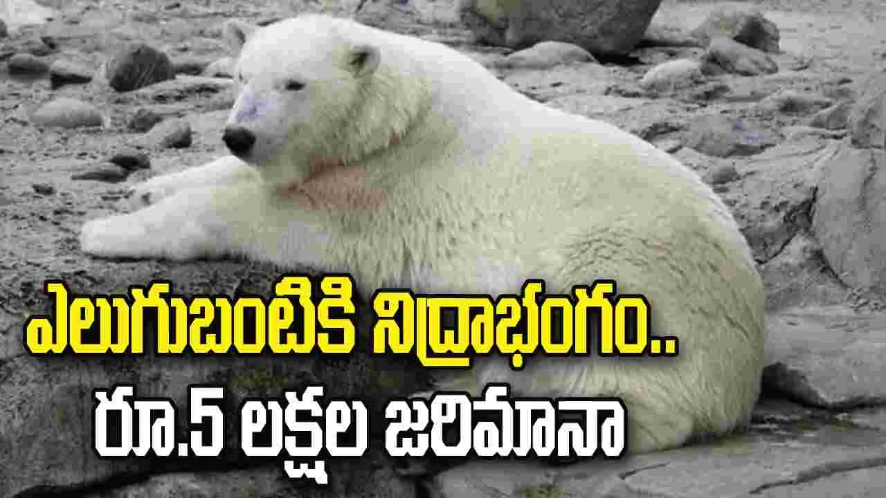 ఎలుగుబంటికి నిద్రాభంగం కలిగించినందుకు రూ.5 లక్షల జరిమానా
