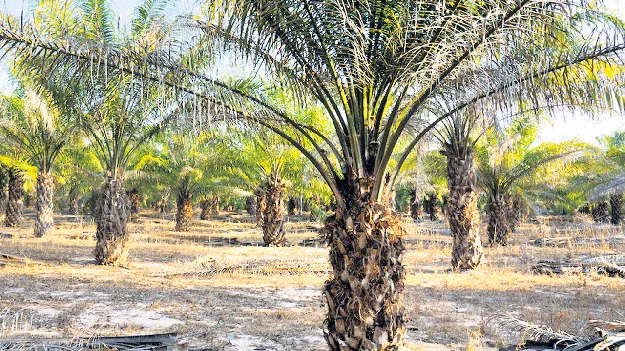 ఆయిల్‌పామ్‌కు గ్రీన్‌సిగ్నల్‌