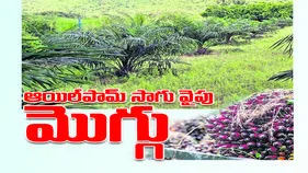 ఆయిల్‌పామ్‌ సాగు వైపు మొగ్గు..