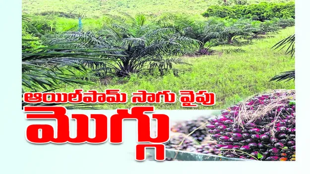 ఆయిల్‌పామ్‌ సాగు వైపు మొగ్గు..