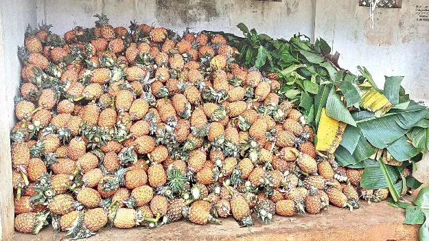  Pineapple Farmers పైనాపిల్‌ రైతులకు మార్కెటింగ్‌ సౌకర్యం