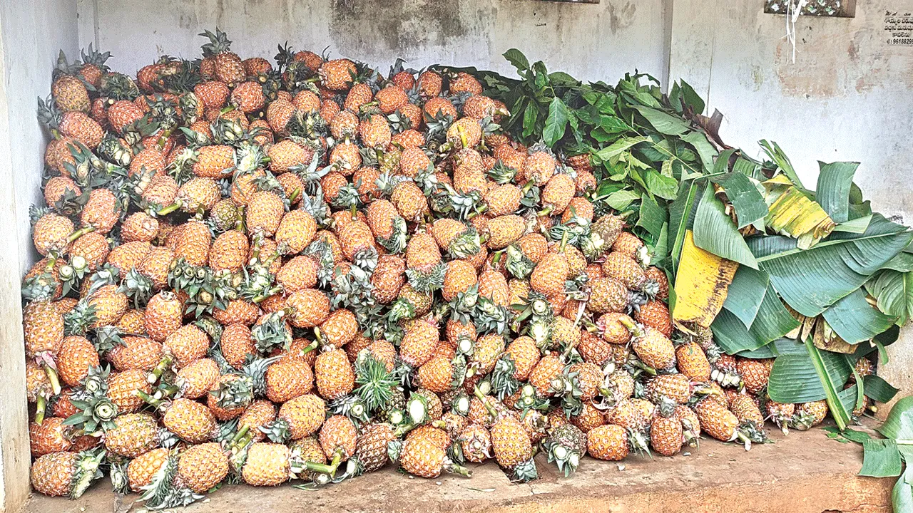 Pineapple Farmers పైనాపిల్‌ రైతులకు మార్కెటింగ్‌ సౌకర్యం