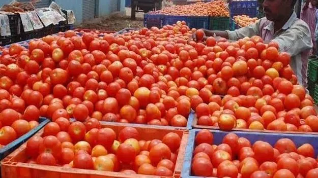 టమోటా కిలో రూ.7