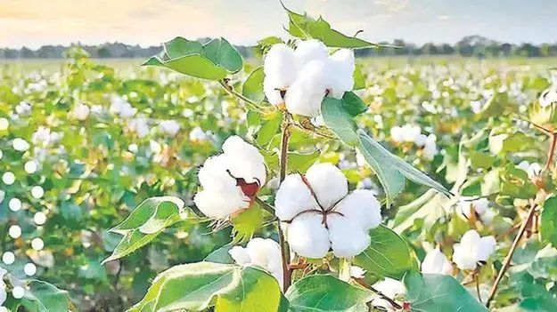 పెరిగిన తెల్ల బంగారం ధర