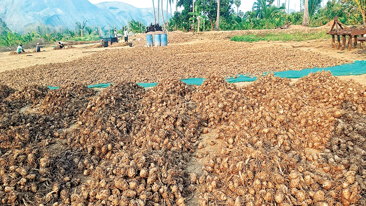 No Demand… No Price దిగబడి లేదు.. ధర లేదు