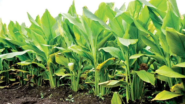 “The Crop Has Flourished!” ‘ పంట’ పండింది!