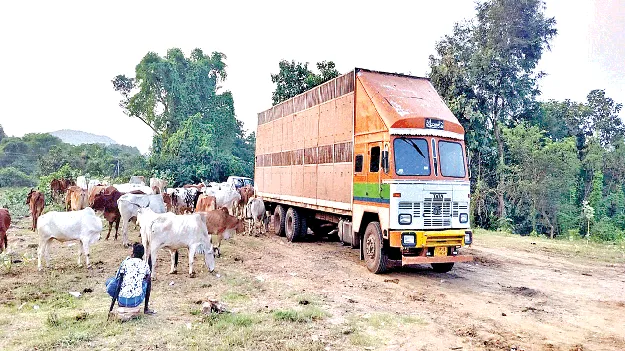 Crammed into Containers!  కంటైనర్లలో కుక్కి!