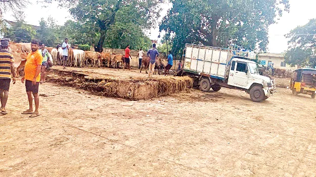  Illegal Cattle Transportation  పశు అక్రమ రవాణాకు అడ్డుకట్ట ఏదీ?