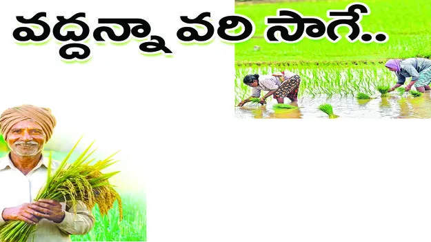  వరి సాగుపైనే మొగ్గు
